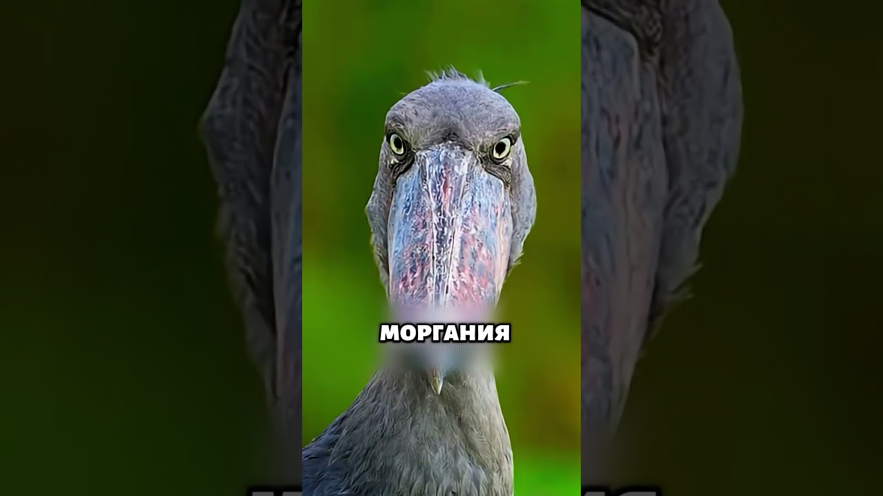 Тайная жизнь болотного гиганта ❤️ 👀 #животные #милыеживотные