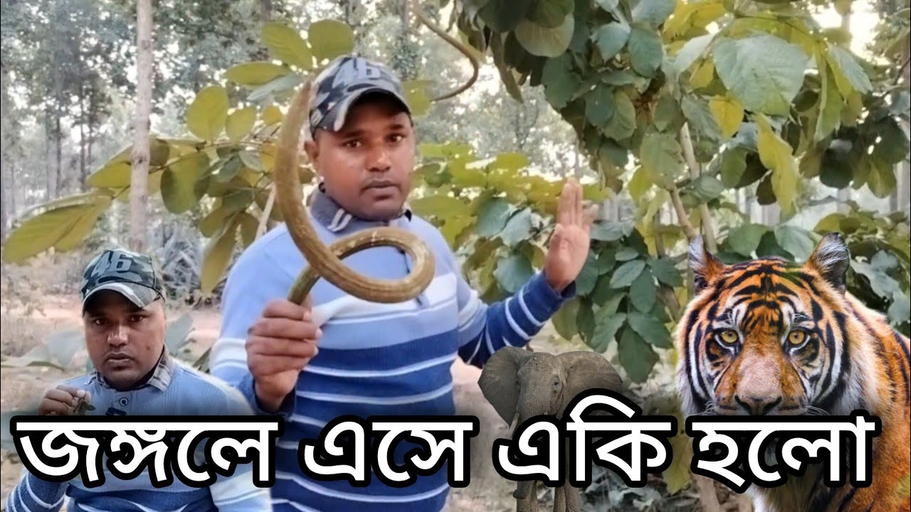 জঙ্গলে এসে একি কাণ্ড হয়ে গেল! ঝাড়খন্ডের জঙ্গলে  যা দেখলাম, ভিডিও টি না দেখলে বিশ্বাস করবেন না |