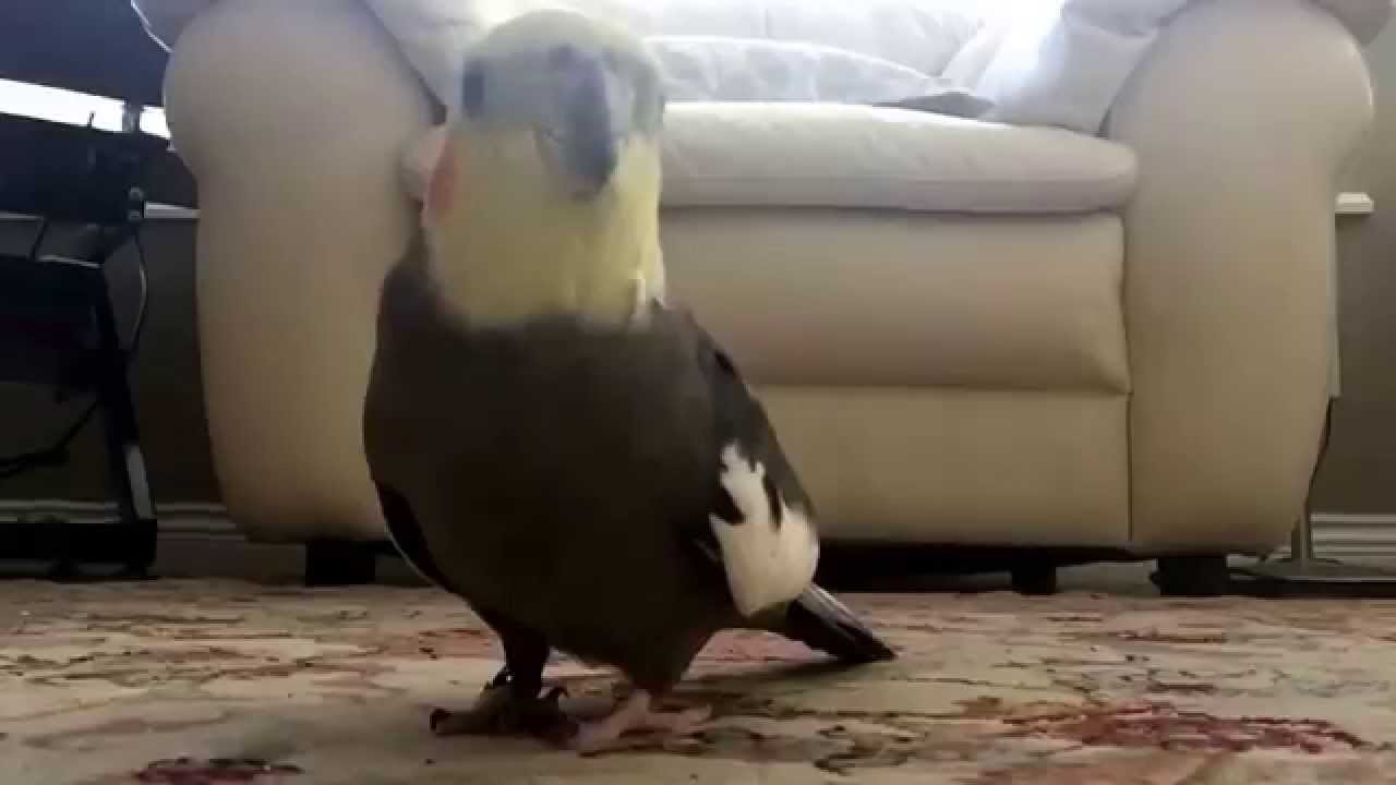 Funny Cockatiel sings 