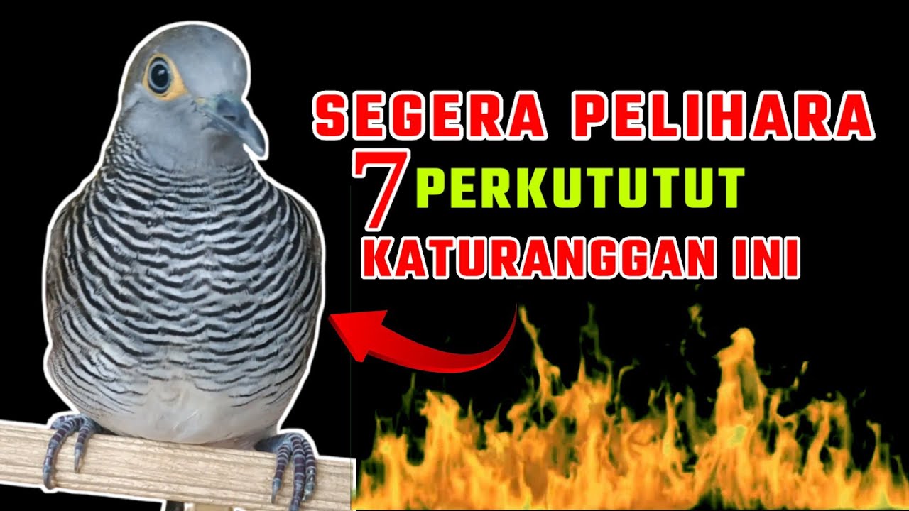Segera pelihara 7 jenis ciri perkutut katuranggan ini