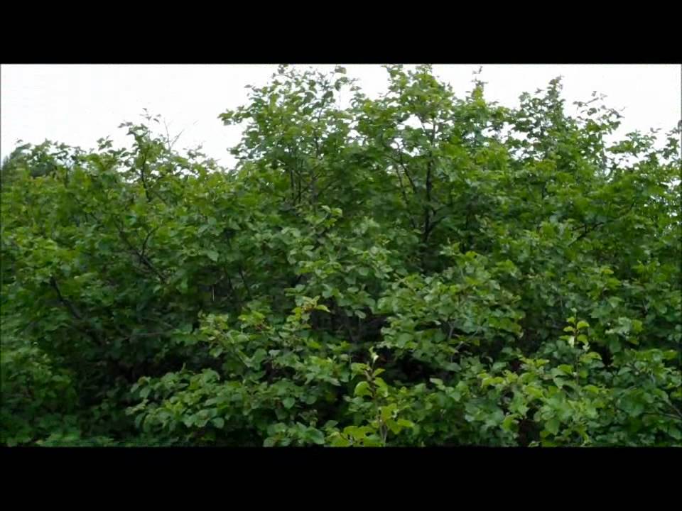 Alaskan Beauty(HD)