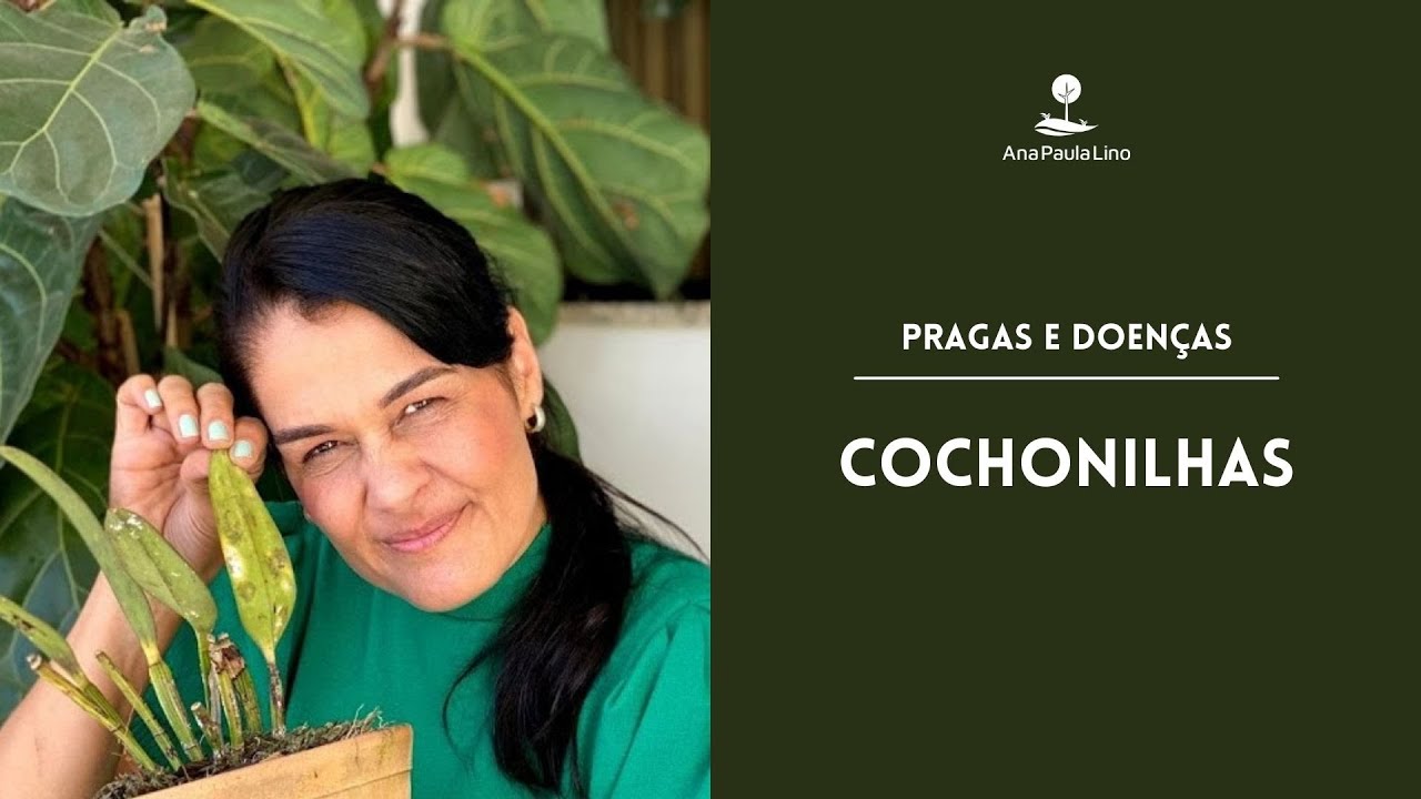 PRAGAS E DOENÇAS: Acabe de vez com as Cochonilhas