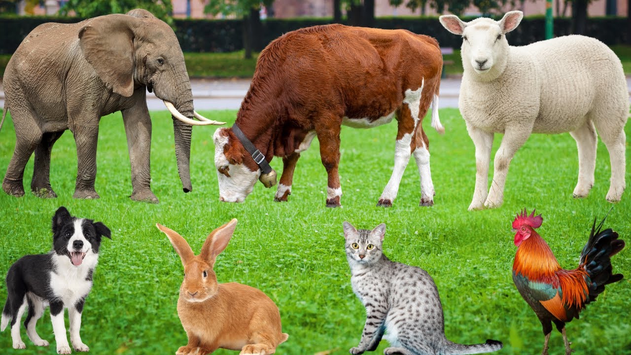 Farm Animal Food: Cat, Chicken, Dog, Duck, Pig, Cow, Buffalo, Tiger, Sheep, Goat &ndash; Cute Farm Animals