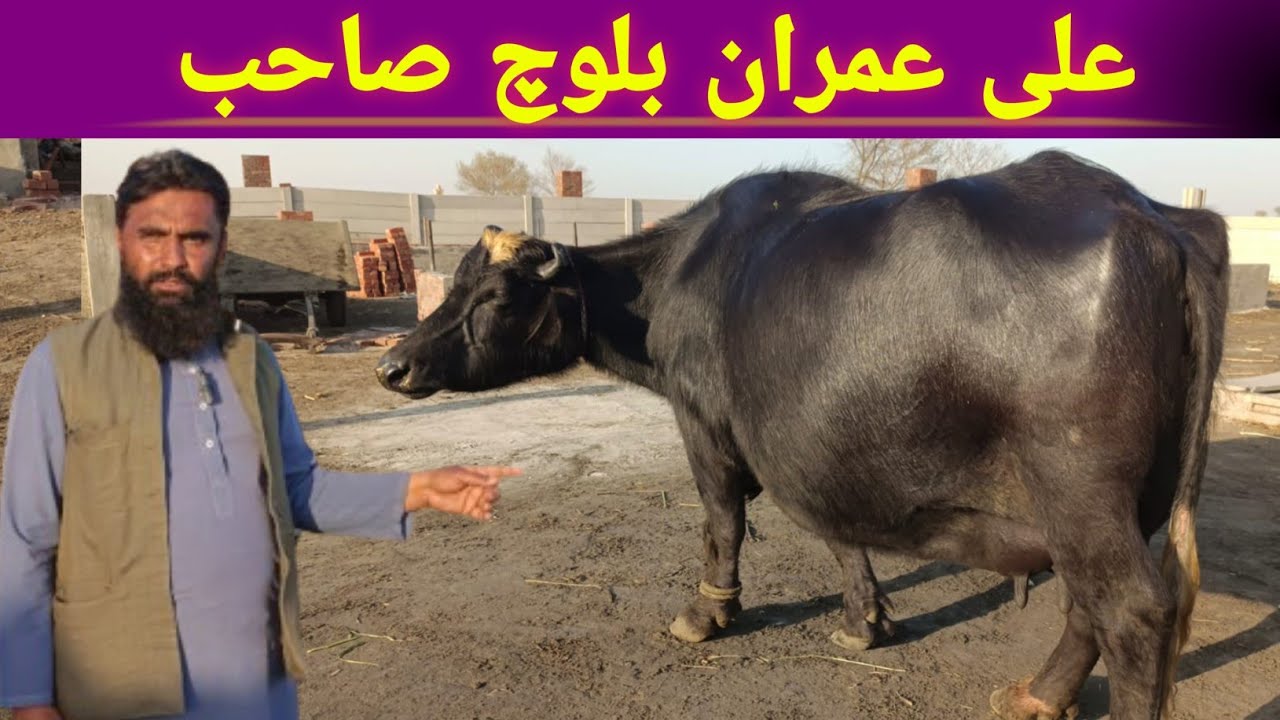 Ali Imran Khan Baloch || Nili Ravi Model Farm || Pak Buffalo Tv 🐂