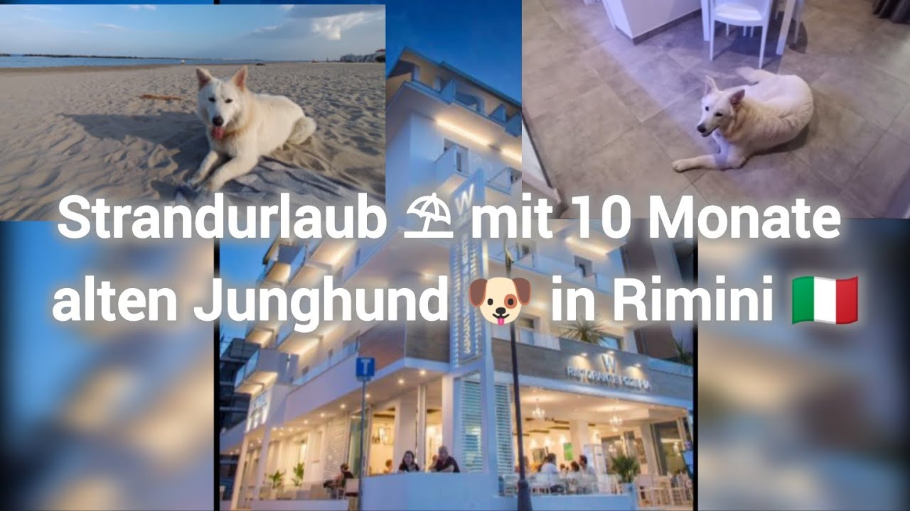 Strandurlaub ⛱️  mit 10 Monate alten Junghund 🐶 im Hotel 🏨 in Rimini 🇮🇹  #dog #hund #reisenmithund