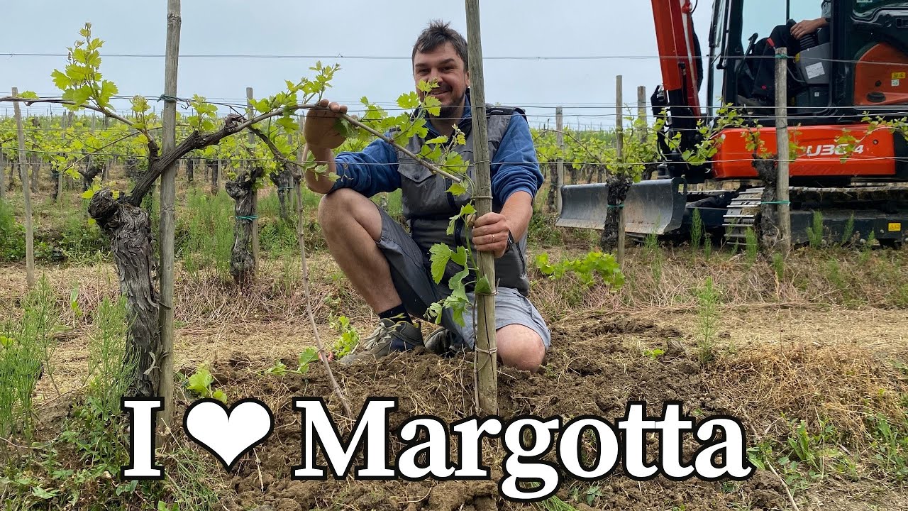 Propagare la vite tramite la Margotta