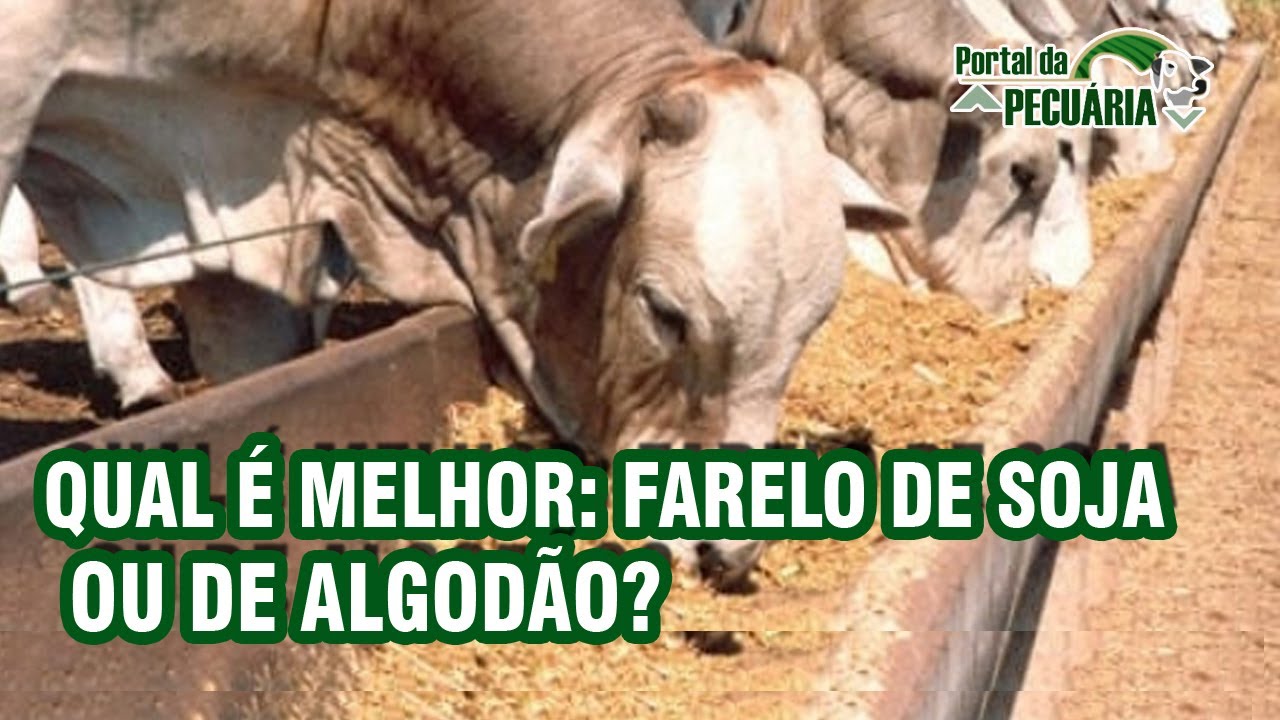Qual é melhor Farelo de soja ou de Algodão?