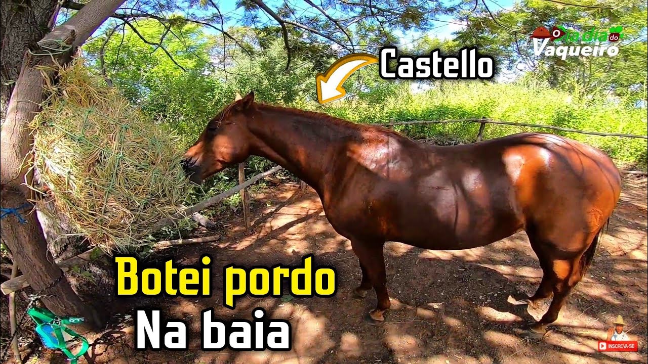 FIZ UMA BAIA PRO MEU POTRO QUARTO DE MILHA | castelo agora vai virá monstro | o dia dia do vaqueiro