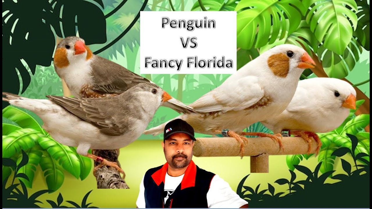 Penguin zebra finch Vs Fancy Florida Zebra Finch |  Finches  | Pet Bird | Bird breed | Pet Bird