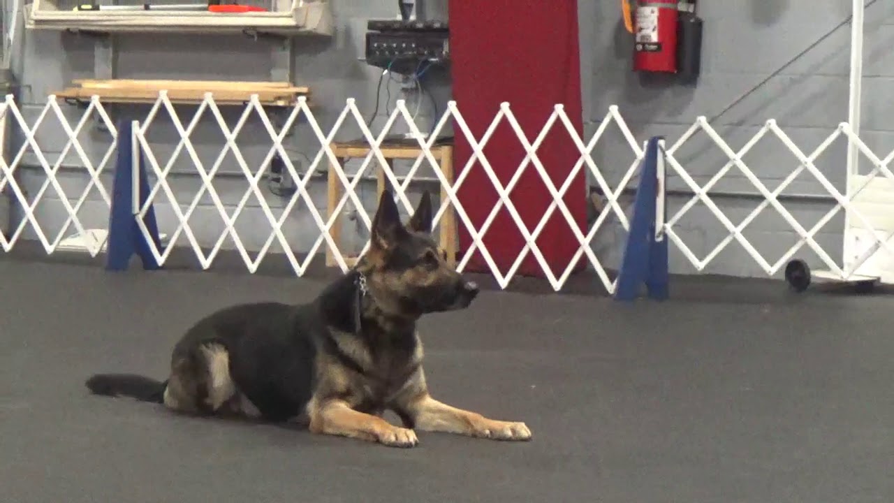 Jake doing obedience routine
