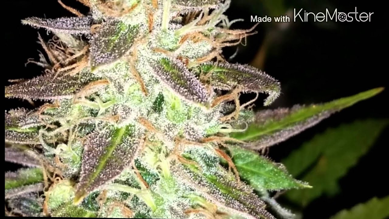 TGA Genetics, Homegrown NaturalWonders Flower shot