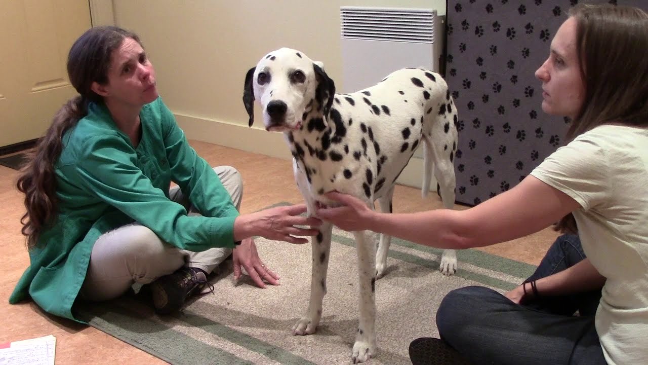 Dr. Donna treats JJ's fecal and urinary incontinence