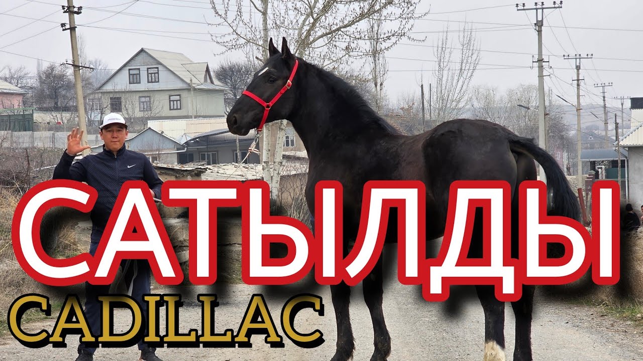 CADILLAC сласка 💥БААСЫН  ЭЛДЕН АРЗАН КОЁМ 
