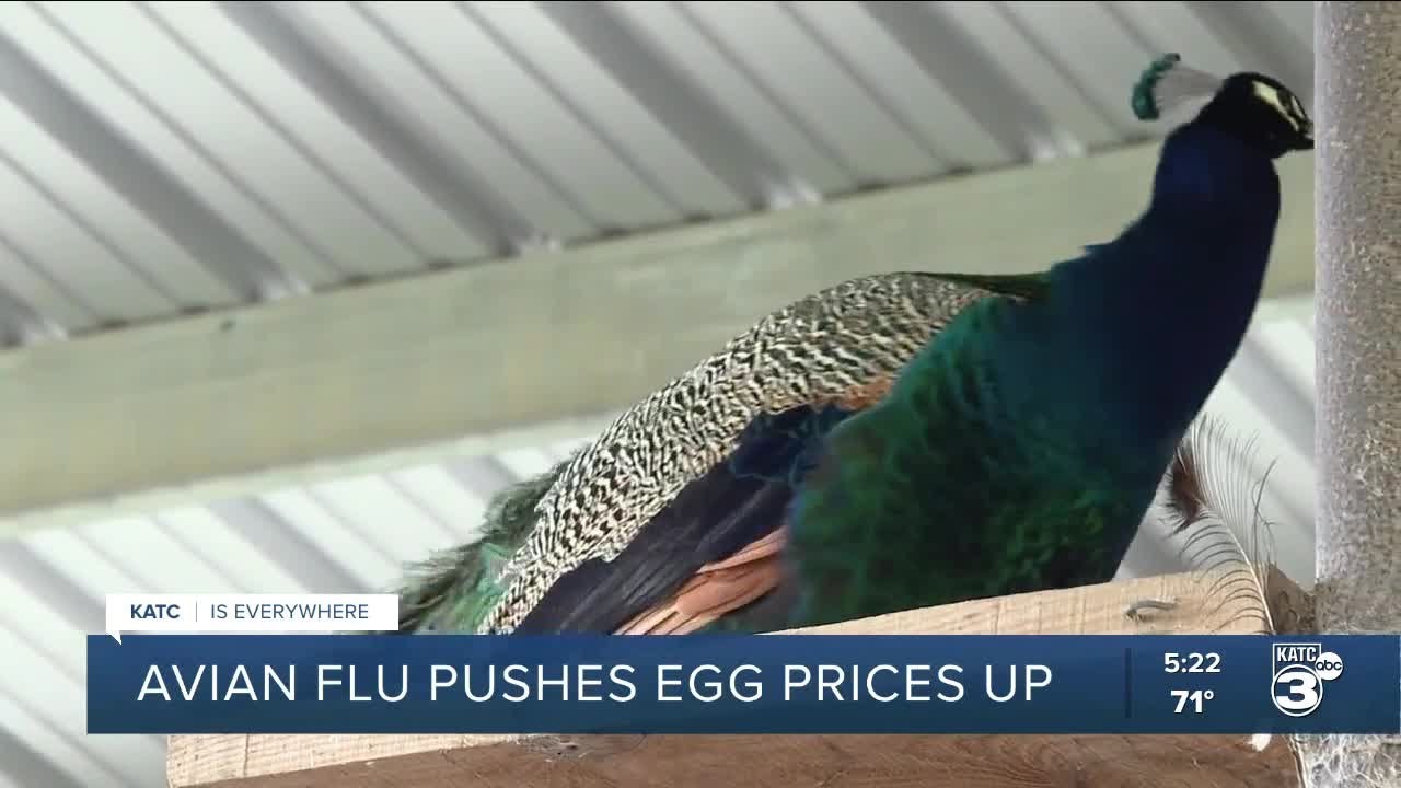Experts say bird flu is impacting egg prices