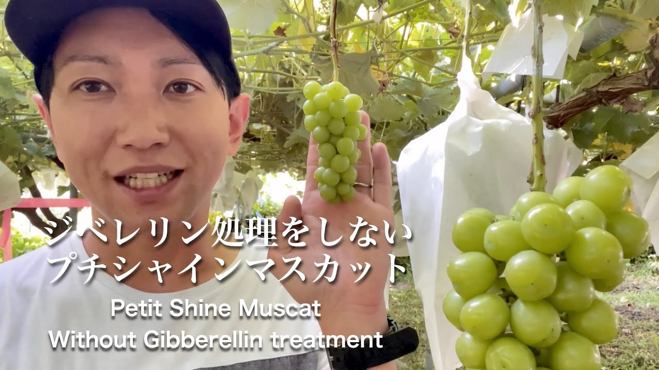 ジベレリン処理をしない「プチシャインマスカット」_Petit Shine Muscat without Gibberellin treatment