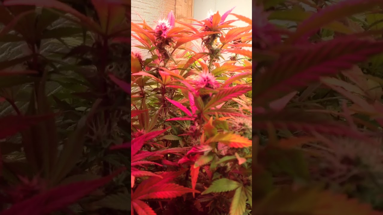Pineapple Express 3rd week flower , home made LED / galaxy hydro .
