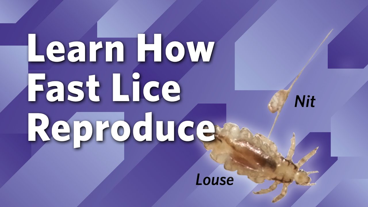 The Head Lice Lifecycle
