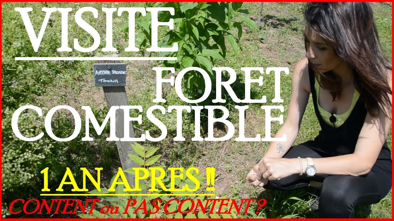 [VISITE] La Forêt Comestible : 1 an Après?! Ca donne quoi??