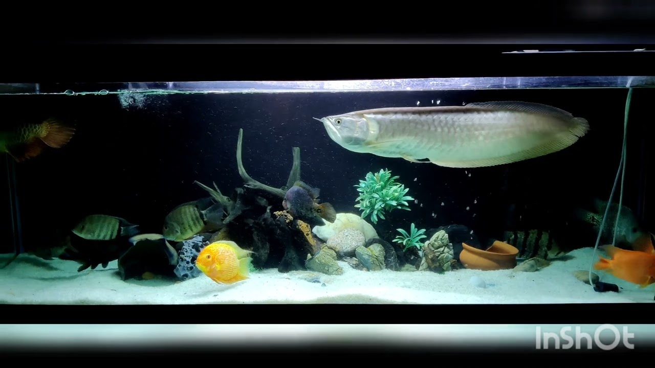 My approx 1.5 yr old Highback Golden Arowana. 6ft tank with tank mates.
