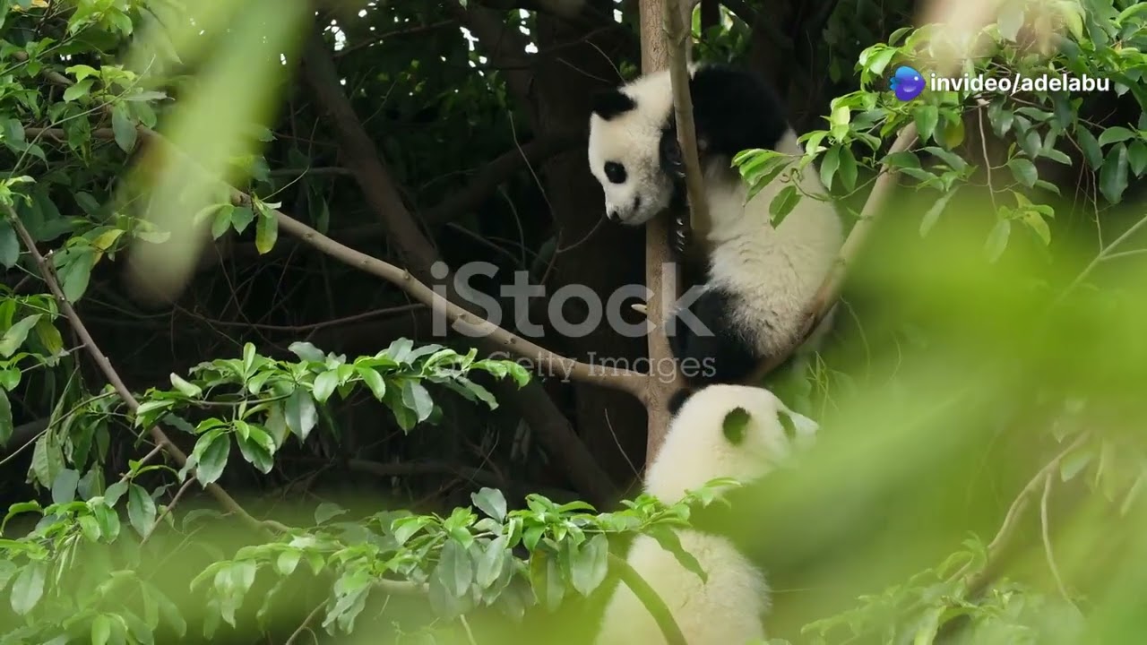 The lonely panda 🐼