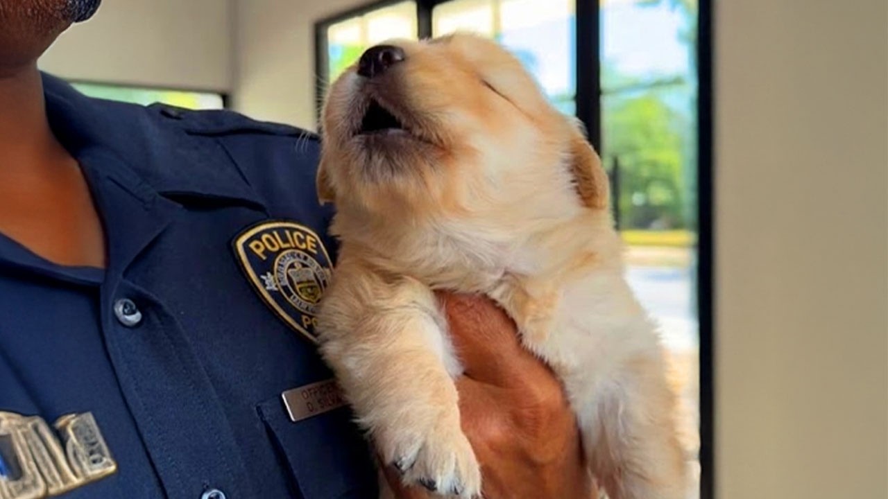 The Cutest and Funniest PUPPIES Video of 2026 You've Ever Seen! 😍🤣