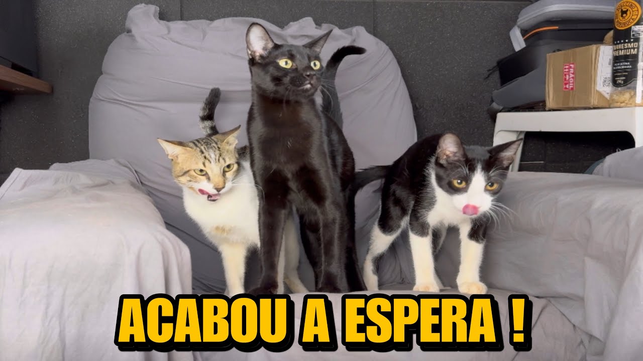 ADOTARAM OS 3 RECRUTAS !! 😱😱😱  #Resenha
