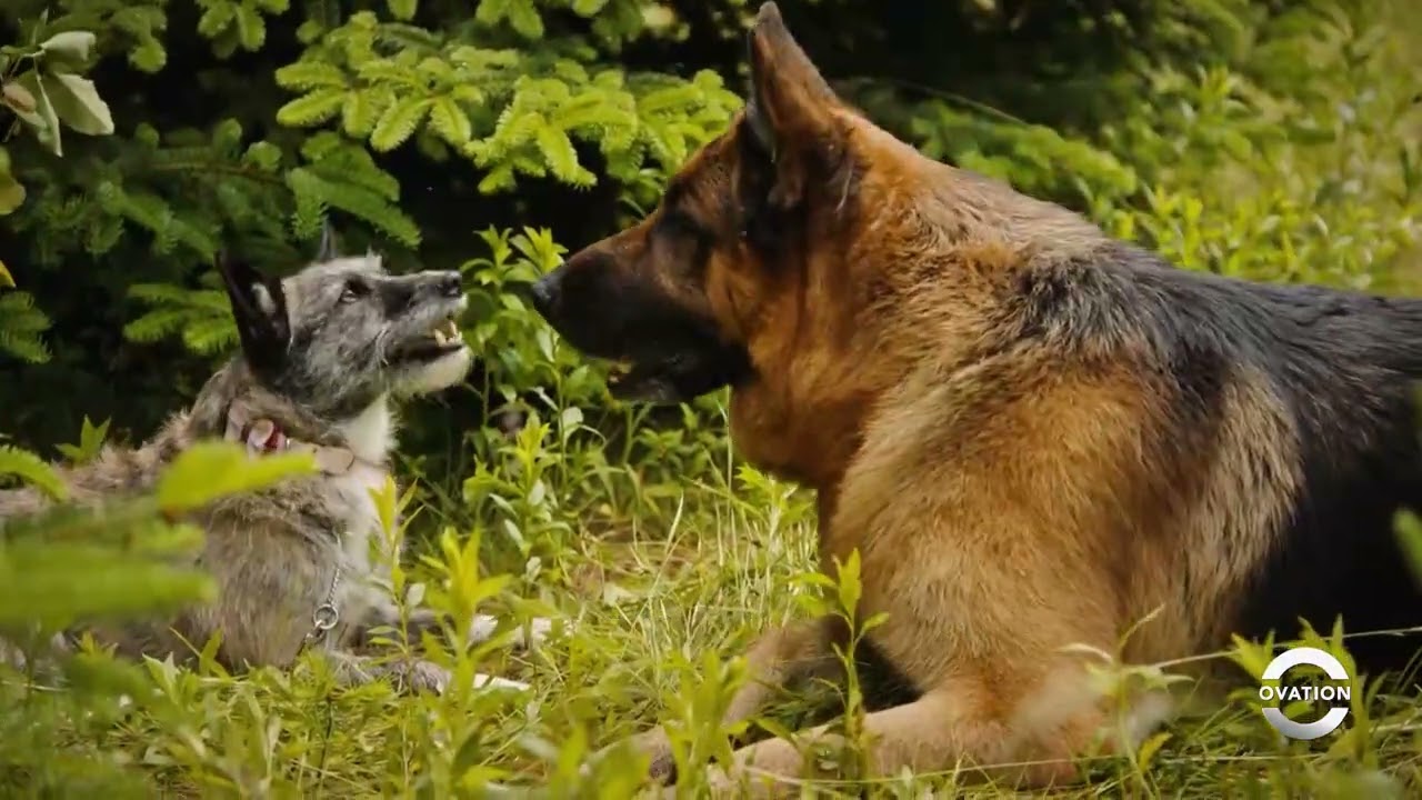 Hudson & Rex | Rex Meets Cujo | Season 4