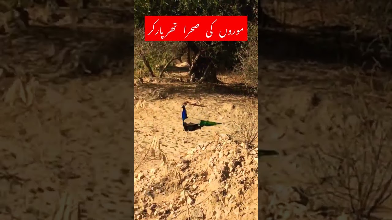 Tharparkar the Desert of Peacocks