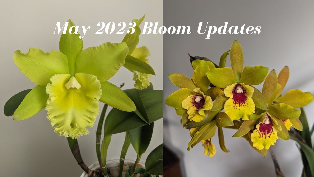 May 2023 Orchid Collection Bloom Update | A Little Tour of my Blooms,  Hoya & Houseplants