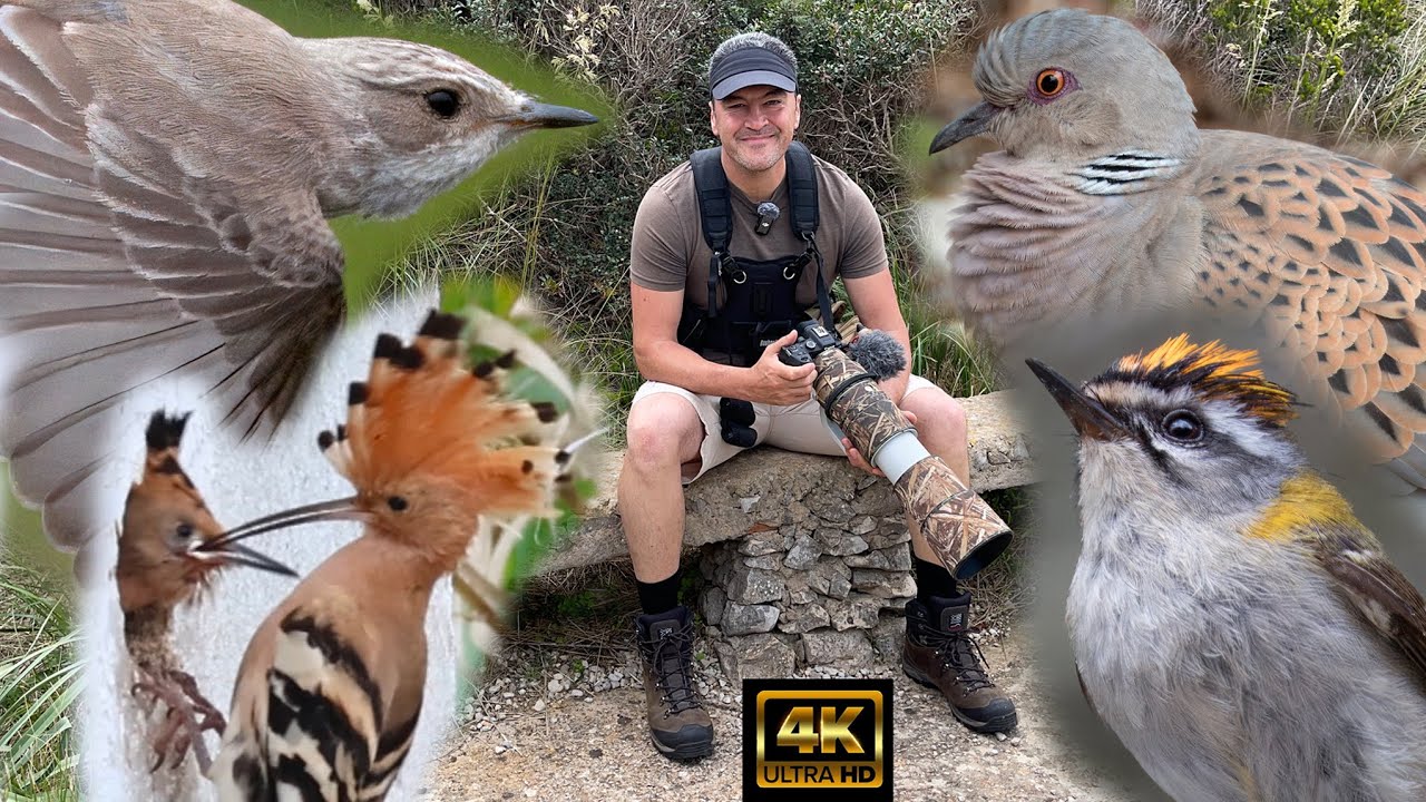 Menorca Birdwatching. May 2025 Part 1. Hoopoe, Turtle Dove, Firecrest, Mediterranean Flycatcher.