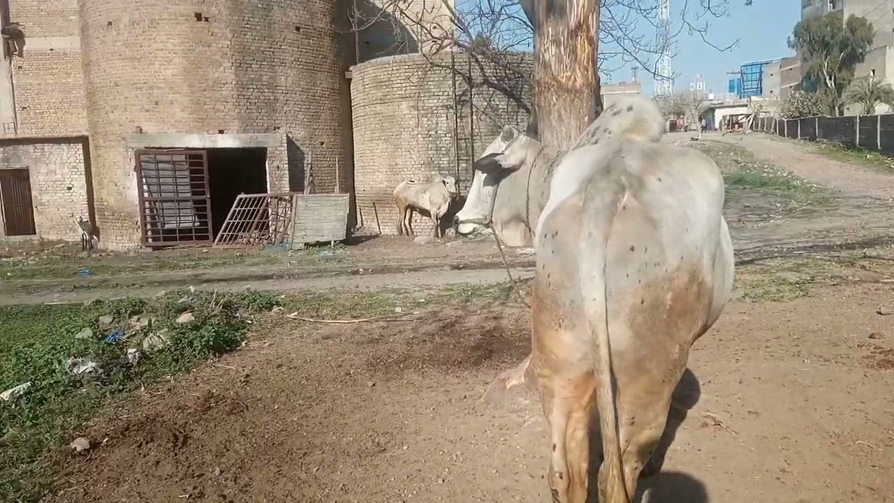 Dhani Bulls Of Bombay Cattle Farm 2023  |  Khoosurat Fateh Jang Bail Shouq  |  Mandi Mela Info
