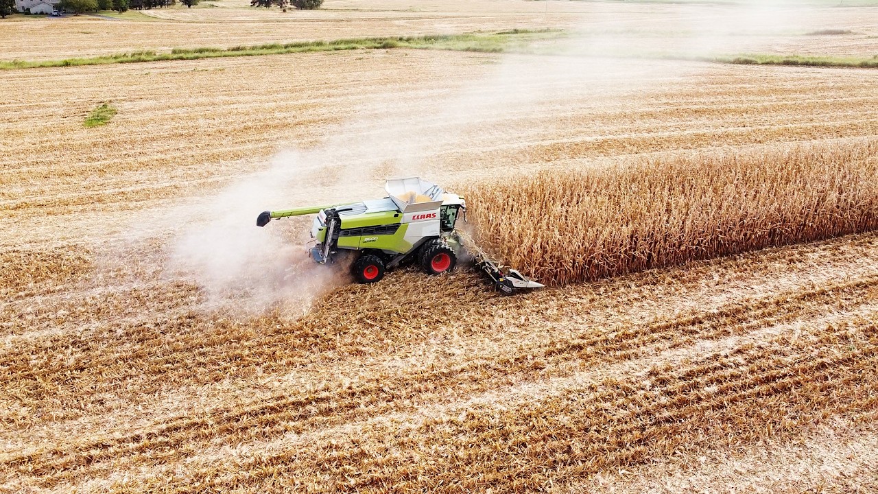 Claas Lexion 8600 Harvesting Corn with 16-Row Corn Head