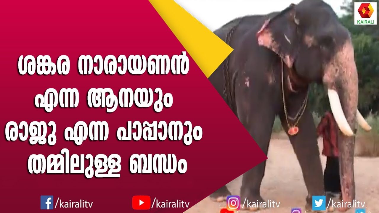 ഇരട്ടകൾ എന്ന് ഉത്സവ പ്രേമികൾ വിളിക്കുന്ന ആനയും പാപ്പാനും | Shankaranarayanan | Elephant Kerala