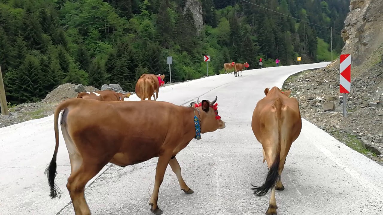 Yayla Göçü (30.05.2020)
