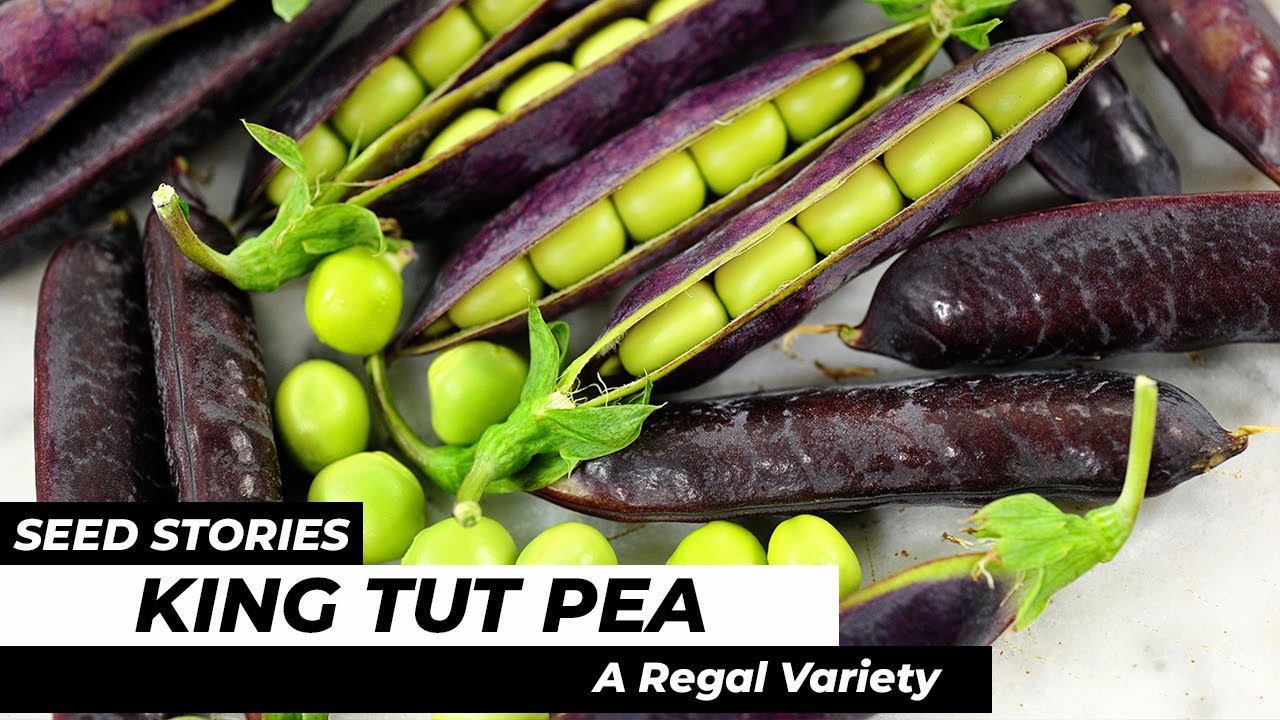 SEED STORIES | King Tut Pea: A Regal Variety