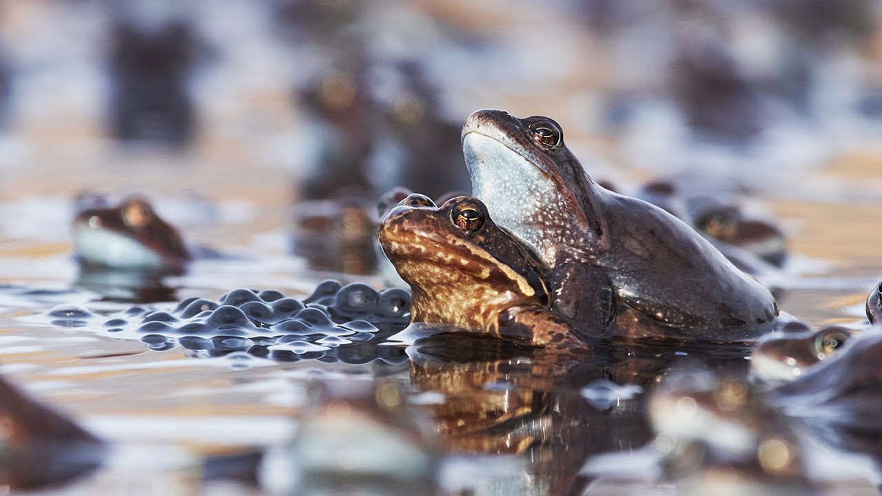 Common frogs mating