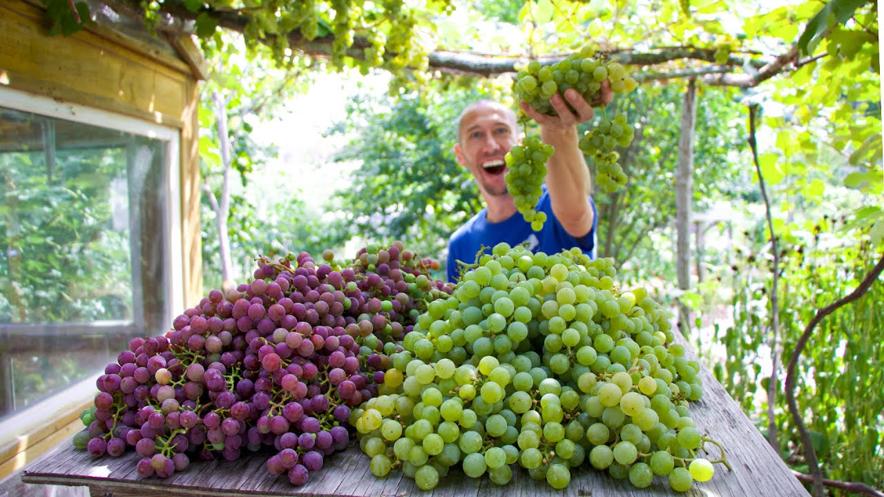 Epic September Backyard Garden Harvest 🍇