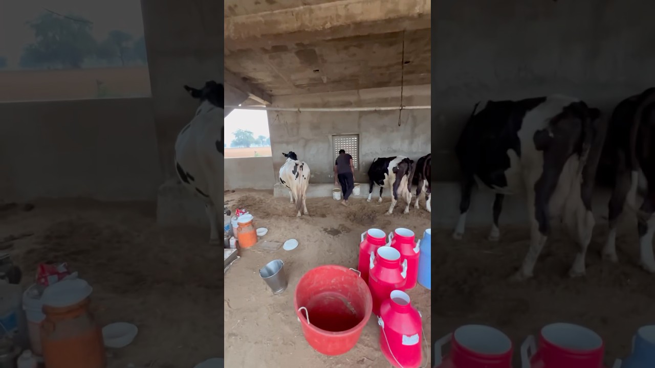 A Day At Yadav Dairy Farm, Jaipur, Rajasthan