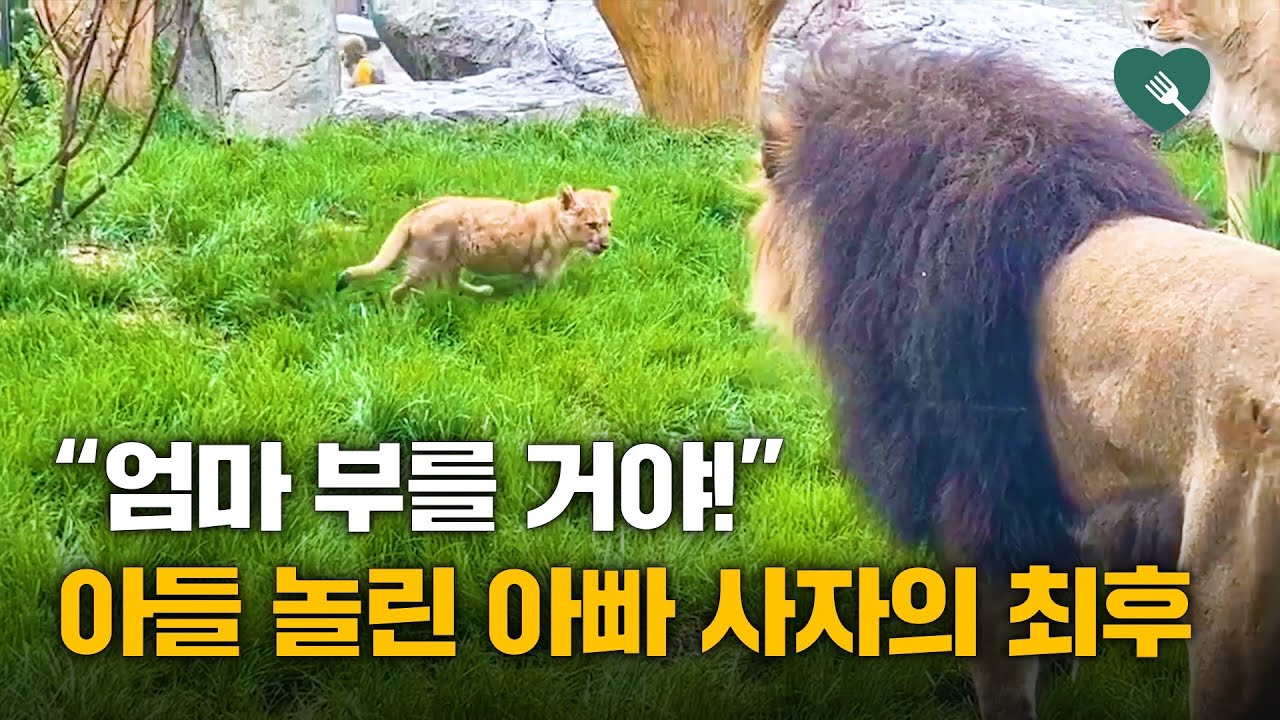 아들 놀린 아빠 사자의 최후