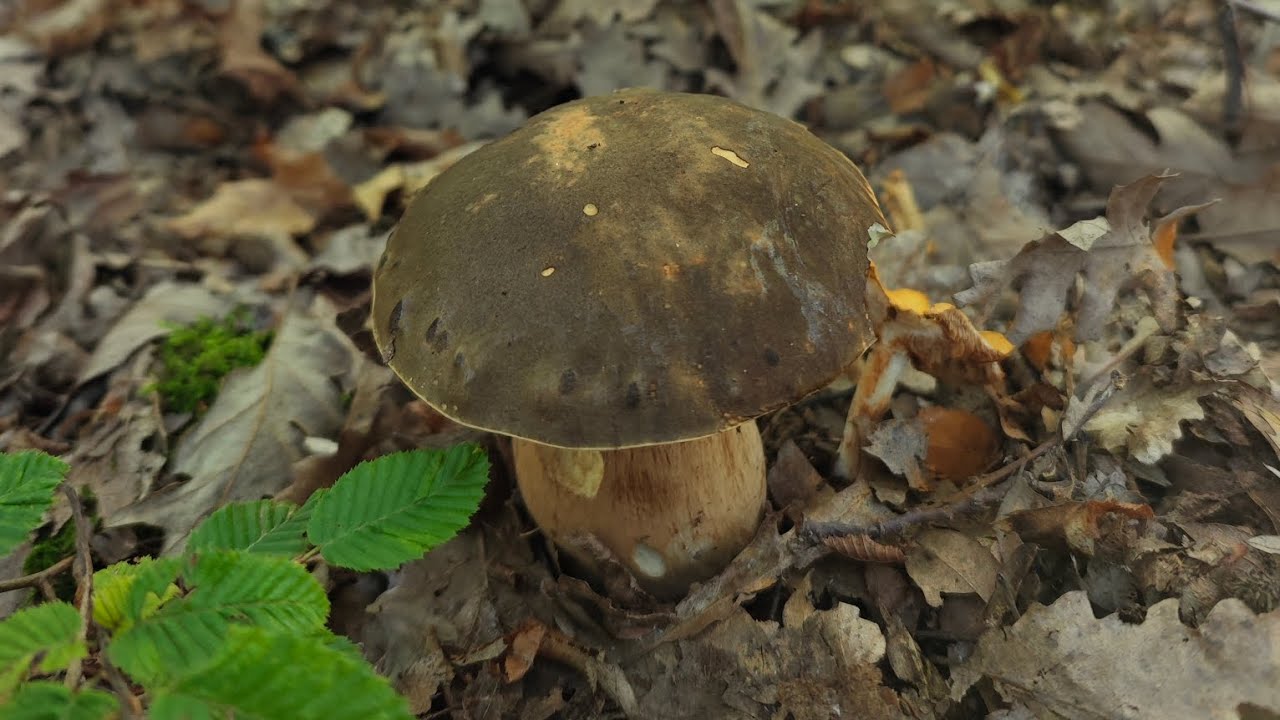 &Scaron;umski zubatci! (Dan u vrganjima istra)