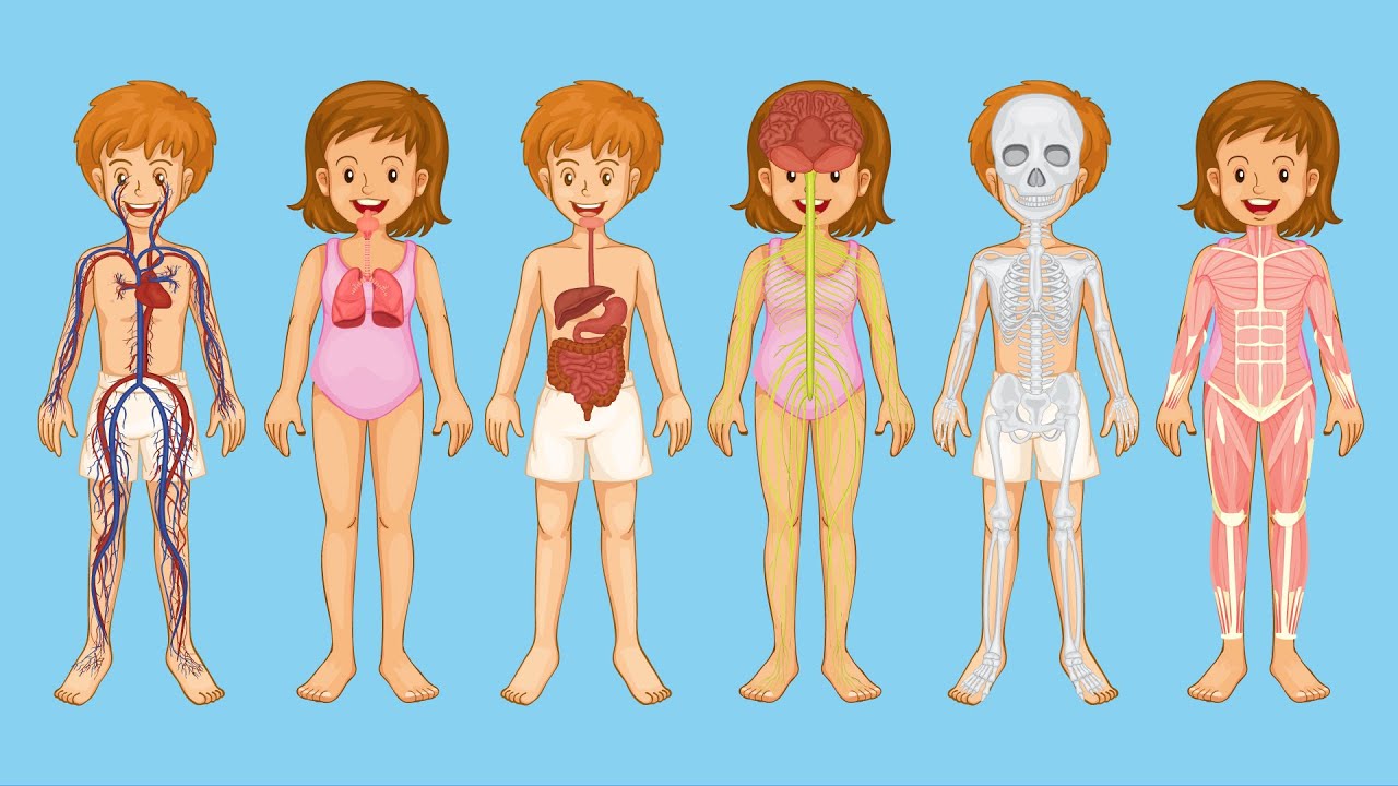 Os sistemas do corpo humano para crianças