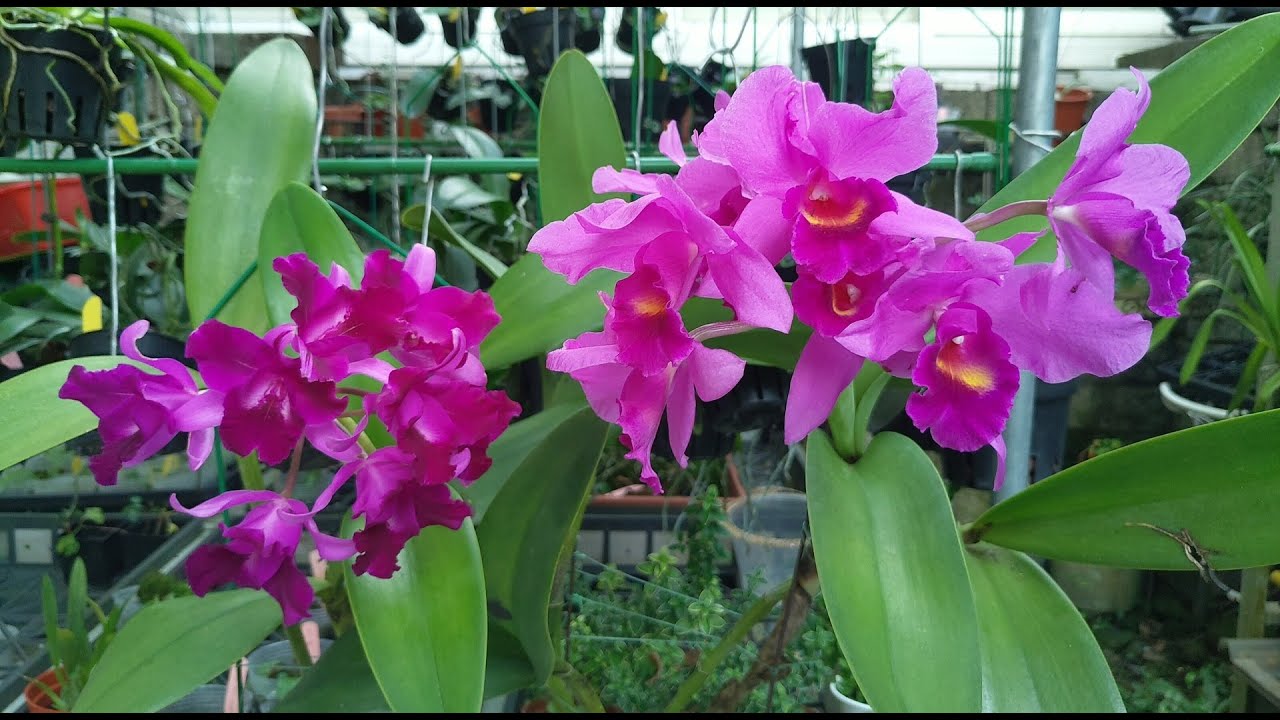 【犀利小農莊7】老欉嘉德利亞Cattleya Procia 破甲與 Cattleya Bactia 這樣養必開花