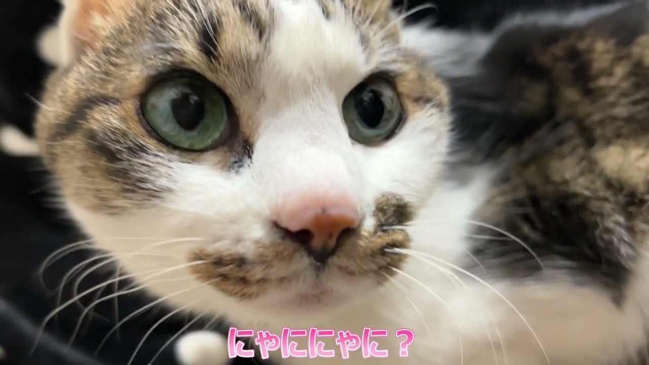 [14歳猫チップ]たまごうどんの夜