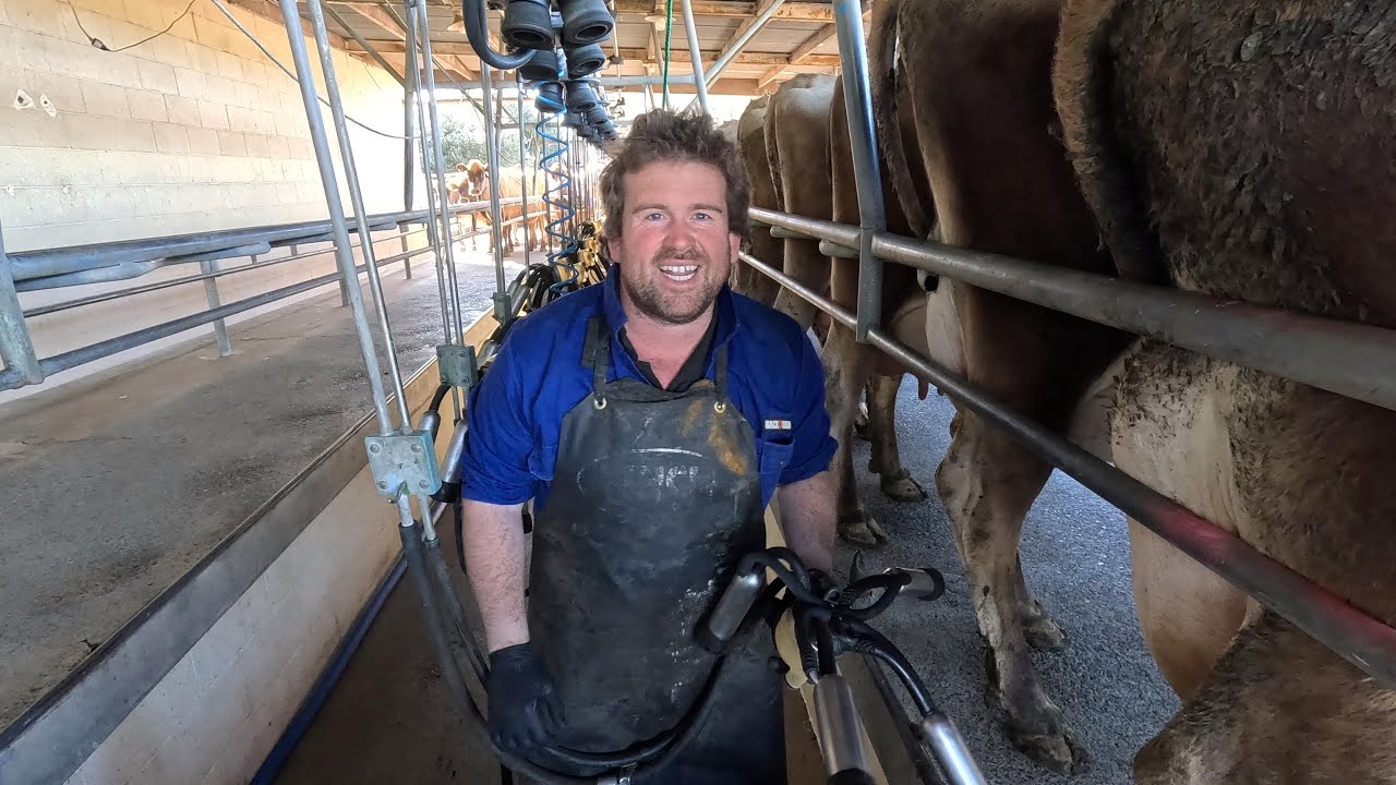 First Afternoon Milking In Over 10 Years....Back To Twice A Day!