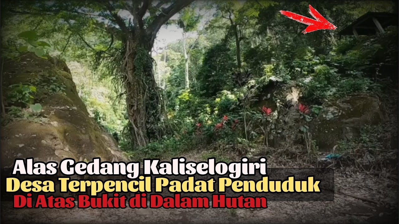 Mengunjungi Desa Terpencil Tetelan dan Alasgedang, di kawasan Perkebunan Kaliselogiri Banyuwangi 
