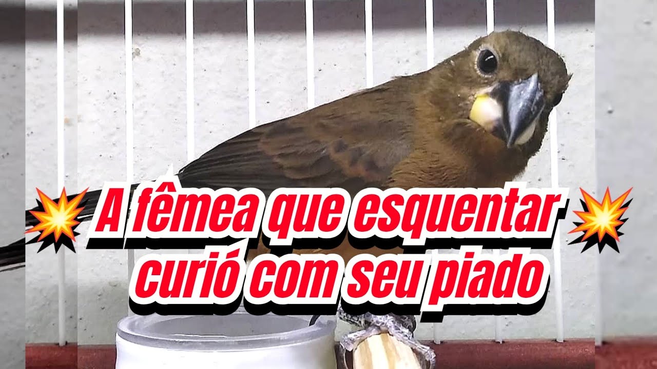 Fêmea de curió chamando e macheando para esquentar e estimular canto do curió 