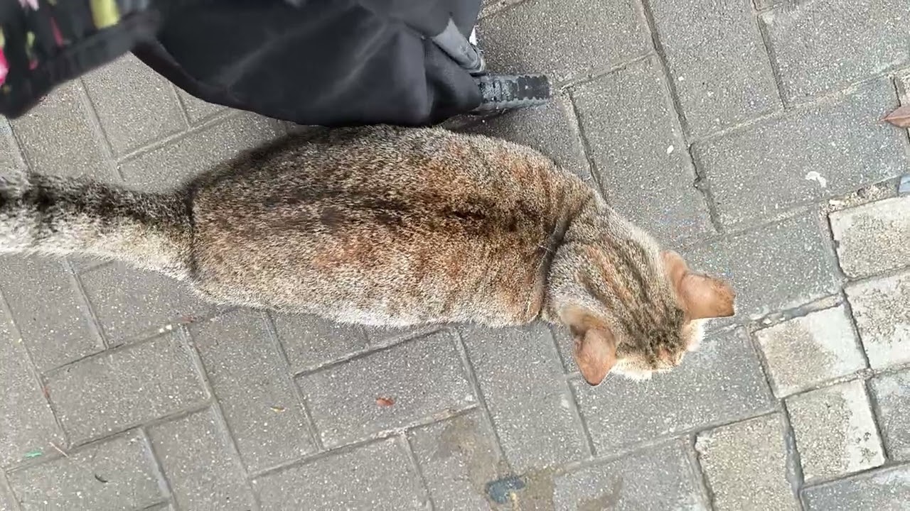 #cat #pet #pets #animal #animals #котики #котик 