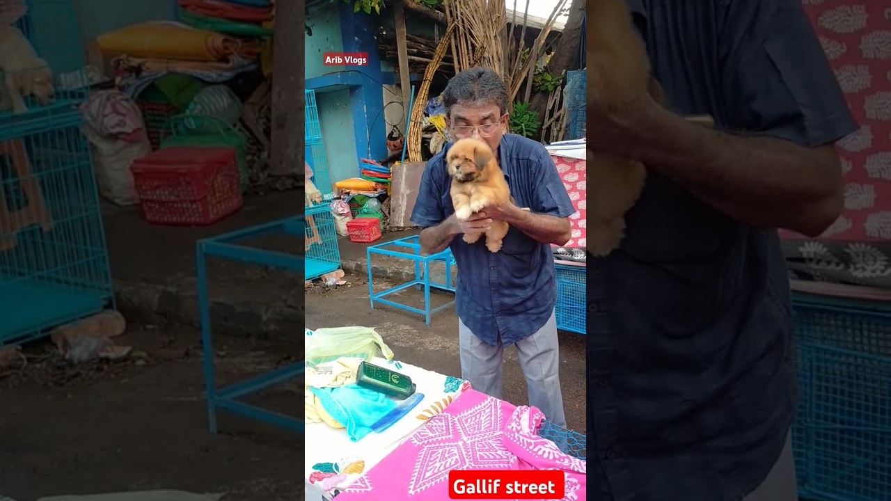 galiff street pet market | dog market Kolkata