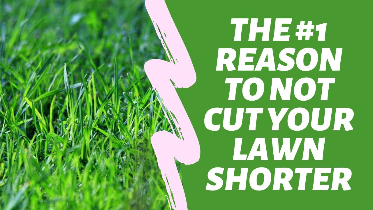 The #1 Reason to NOT Cut Your Lawn Shorter