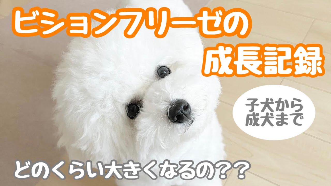 ビションフリーゼの子犬が成犬になるまでの成長記録（体重変化あり）